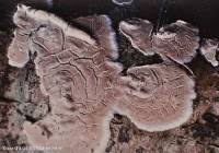 Attēlu rezultāti vaicājumam “Cylindrobasidium evolvens”