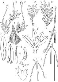 Attēlu rezultāti vaicājumam “Fissidens bryoides”