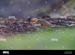 Image result for Emberiza pusilla