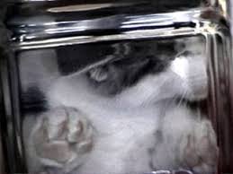 Kuvahaun tulos haulle bonsaikitten