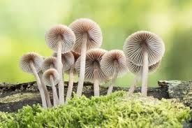 Attēlu rezultāti vaicājumam “Coprinus disseminatus”