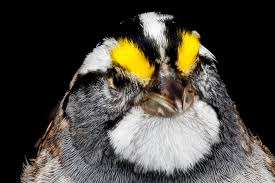 Image result for Zonotrichia albicollis