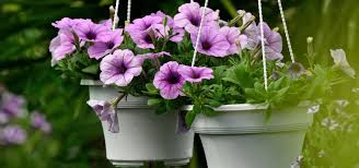 Image result for Petunie