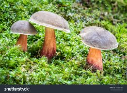 Attēlu rezultāti vaicājumam “Xerocomus chrysenteron”