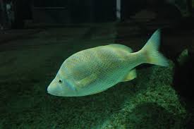 Image result for Haemulon plumierii