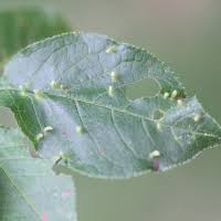 Attēlu rezultāti vaicājumam “Eriophyes padi”