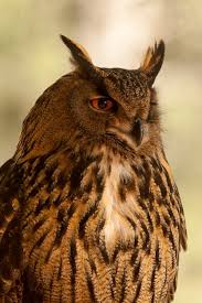 Attēlu rezultāti vaicājumam “Bubo bubo”