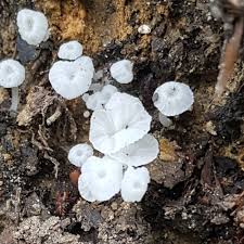 Attēlu rezultāti vaicājumam “Delicatula integrella”