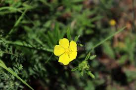 Attēlu rezultāti vaicājumam “Potentilla reptans flower”