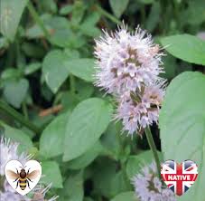 Attēlu rezultāti vaicājumam “Mentha aquatica”