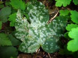 Attēlu rezultāti vaicājumam “Sawadaea tulasnei”