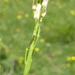 Attēlu rezultāti vaicājumam “Arabis hirsuta fruit”