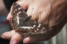 Attēlu rezultāti vaicājumam “Apatura iris female”