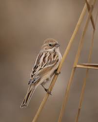 Image result for Emberiza pallasi