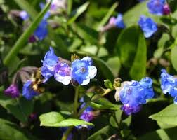 Attēlu rezultāti vaicājumam “Pulmonaria angustifolia flower”