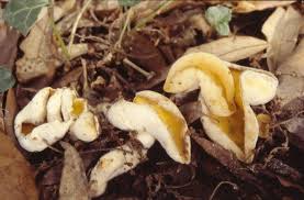 Attēlu rezultāti vaicājumam “Sowerbyella radiculata”