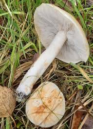 Attēlu rezultāti vaicājumam “Tricholoma album”