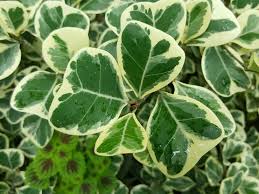 Attēlu rezultāti vaicājumam “Cardamine bulbifera leaf”
