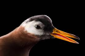 Attēlu rezultāti vaicājumam “Phalaropus fulicarius”