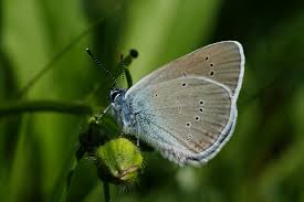 Attēlu rezultāti vaicājumam “Cyaniris semiargus male”