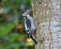 Attēlu rezultāti vaicājumam “Dendrocopos major female”