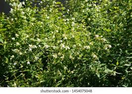 Attēlu rezultāti vaicājumam “Philadelphus lemoinei”
