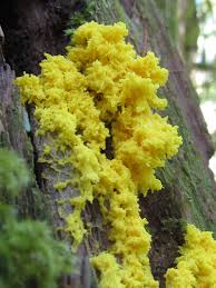 Attēlu rezultāti vaicājumam “Fuligo septica var. flava young”