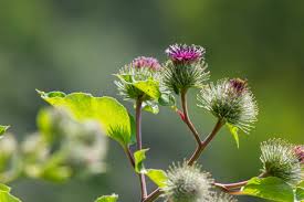 Attēlu rezultāti vaicājumam “Arctium tomentosum fruit”