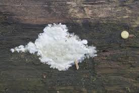 Attēlu rezultāti vaicājumam “Coniophora puteana”