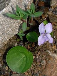 Attēlu rezultāti vaicājumam “Viola epipsila flower”