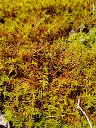 Attēlu rezultāti vaicājumam “Abietinella abietina var. hystricosa”