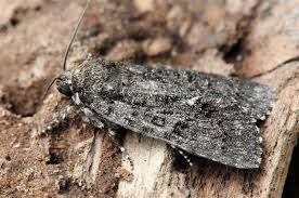 Attēlu rezultāti vaicājumam “Acronicta rumicis”