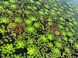 Attēlu rezultāti vaicājumam “Trapaceae”