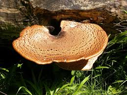 Attēlu rezultāti vaicājumam “Polyporus squamosus”