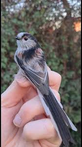 Attēlu rezultāti vaicājumam “Aegithalos caudatus adult”