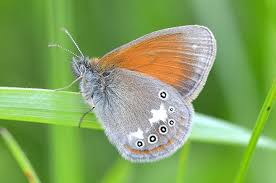 Attēlu rezultāti vaicājumam “Coenonympha glycerion”