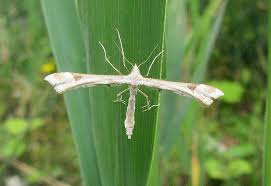 Attēlu rezultāti vaicājumam “Platyptilia gonodactyla”