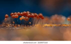 Attēlu rezultāti vaicājumam “Physarum pezizoideum spores”