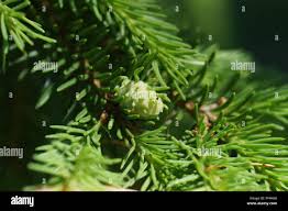 Attēlu rezultāti vaicājumam “Sacchiphantes abietis”