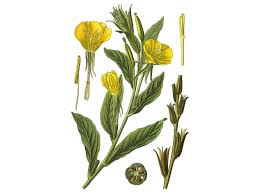 Image result for Oenothera biennis