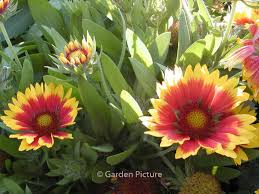 Image result for Gaillardia `Kobold`
