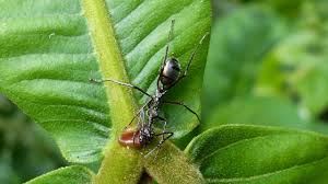 Attēlu rezultāti vaicājumam “Formicidae”