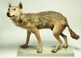 Attēlu rezultāti vaicājumam “Canis lupus”