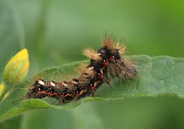 Attēlu rezultāti vaicājumam “Acronicta rumicis”