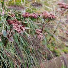Attēlu rezultāti vaicājumam “Hylotelephium telephium flower”