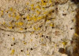 Attēlu rezultāti vaicājumam “Chaenotheca laevigata”