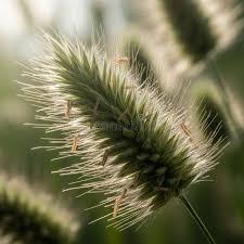 Attēlu rezultāti vaicājumam “Setaria italica”