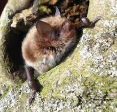Attēlu rezultāti vaicājumam “Myotis daubentonii”