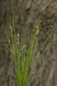 Attēlu rezultāti vaicājumam “Carex remota fruit”