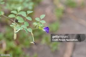 Attēlu rezultāti vaicājumam “Pisum sativum flower”